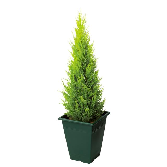 人工観葉植物ゴールドクレスト 高さ120cm インテリアグリーン 造花 フェイク 人工観葉植物 G03102_1