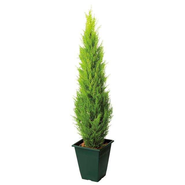 人工観葉植物ゴールドクレスト 高さ120cm インテリアグリーン 造花 フェイク 人工観葉植物 G03102_2