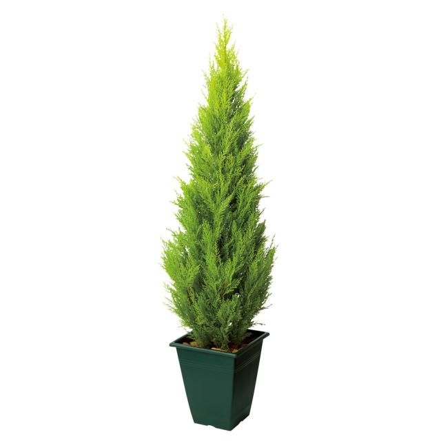 人工観葉植物ゴールドクレスト 高さ120cm インテリアグリーン 造花 フェイク 人工観葉植物 G03102_3
