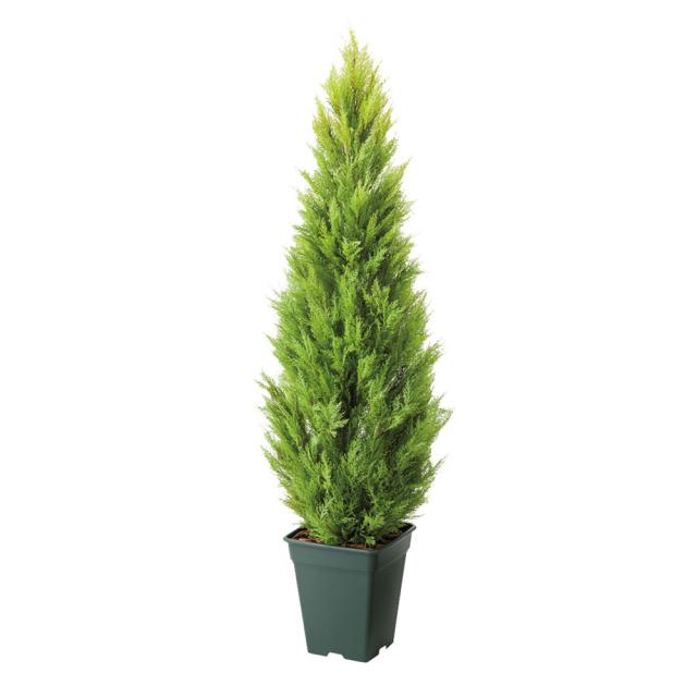 人工観葉植物ゴールドクレスト 高さ120cm インテリアグリーン 造花 フェイク 人工観葉植物 G03102_4