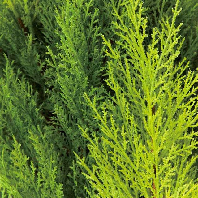 人工観葉植物ゴールドクレスト 高さ120cm インテリアグリーン 造花 フェイク 人工観葉植物 G03102_6