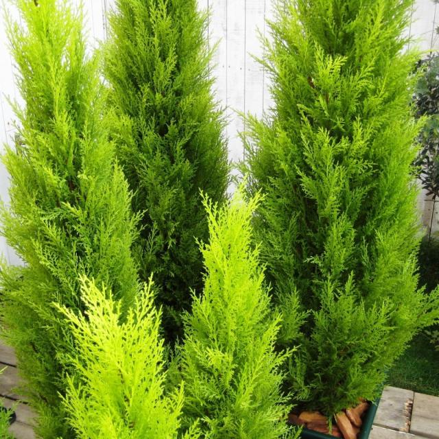人工観葉植物ゴールドクレスト 高さ120cm インテリアグリーン 造花 フェイク 人工観葉植物 G03102_8