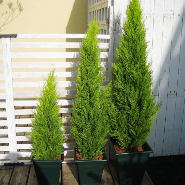 人工観葉植物ゴールドクレスト 高さ120cm インテリアグリーン 造花 フェイク 人工観葉植物 G03102_9