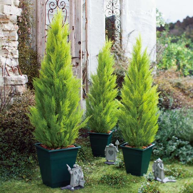人工観葉植物ゴールドクレスト 高さ180cm インテリアグリーン 造花 フェイク 人工観葉植物 G03104