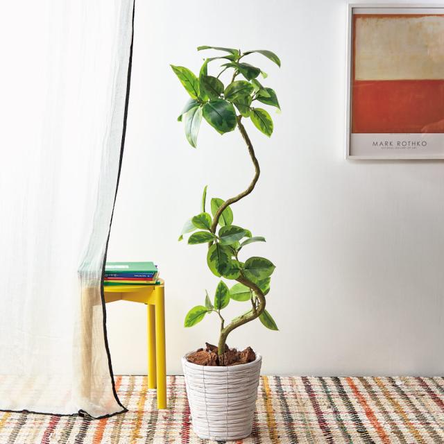 インテリアグリーン フィカス アルテシマ 高さ138cm インテリアグリーン 造花 フェイク 人工観葉植物 601751