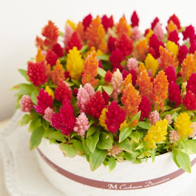 ガーデニング フラワー 花 鉢花 鉢植え 母の日ギフト ケーキみたい ケイトウ 花 生花 鉢花 鉢植え プレゼント Fp6850の通販はau Pay マーケット ディノス Au Pay マーケット店