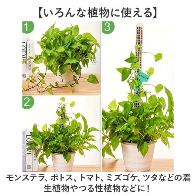 モスポール 2本セット 通販 支柱 観葉植物 ガーデニング 園芸用 支え 植物 園芸支柱 植物支柱 モンステラ 園芸 ガーデニング用 サポート つる ガーデニング用品 植物サポート 支柱