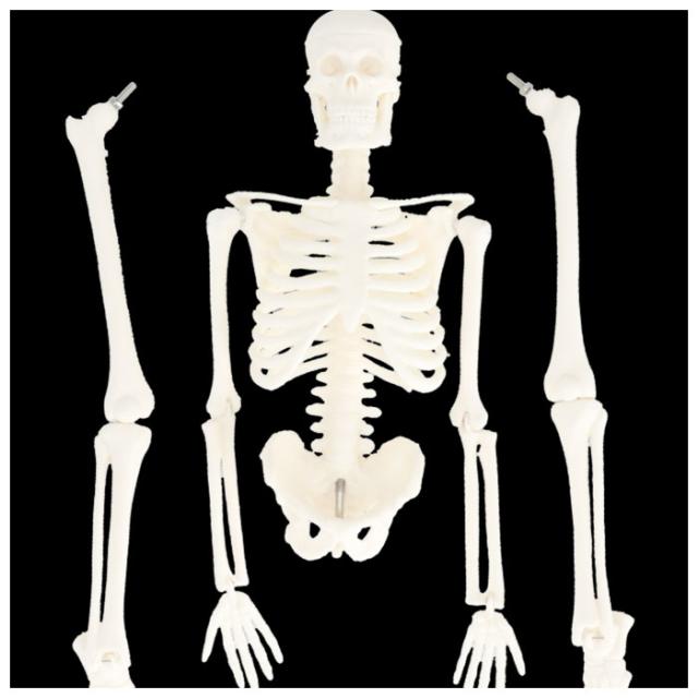 送料無料】人体模型 骨格標本 骸骨 がい骨 忠実 リアル 等身大 人体