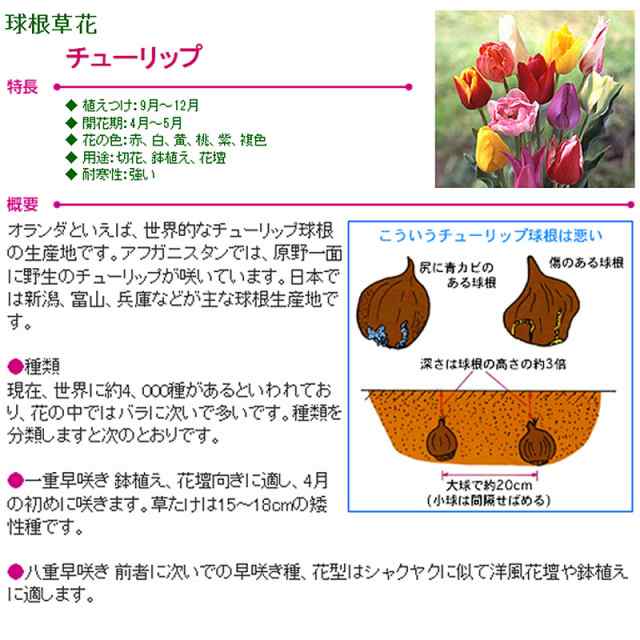 予約販売 チューリップ 裸球 黄 600球 球周 サイズ12 Cm オランダ産 タキイ種苗 球根 イエロー 花 園芸 ガーデニング 代引不可の通販はau Pay マーケット 株式会社プラスワイズ Au Pay マーケット店