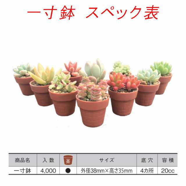 4000個 一寸鉢 茶 ポット 鉢 コンパクト おしゃれ 多肉植物 日本ポリ鉢販売 タ種 代引不可の通販はau Pay マーケット 株式会社プラスワイズ Au Pay マーケット店