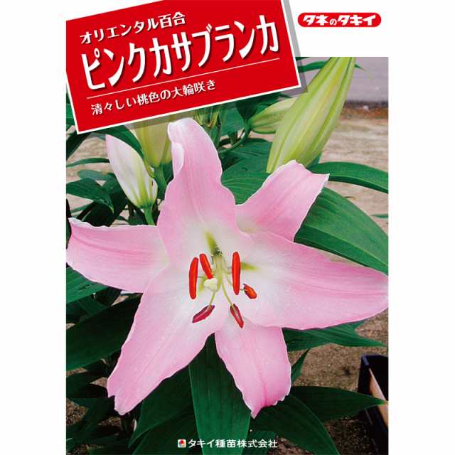 予約販売 ユリ ピンクカサブランカ テーブルダンス 125球 球周 サイズ 22cm オリエンタル百合原箱 タキイ種苗 球根 桃 花 園芸 ガーデの通販はau Pay マーケット 株式会社プラスワイズ Au Pay マーケット店