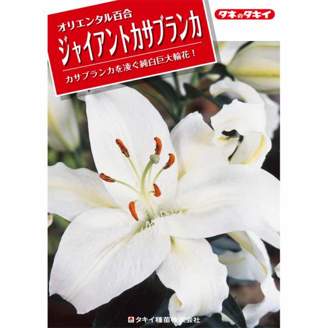 予約販売 ユリ ジャイアントカサブランカ 白 ノバゼンブラ 125球 球周 サイズ 22cm オリエンタル百合原箱 タキイ種苗 球根 花 園芸 ガの 通販はau Pay マーケット 株式会社プラスワイズ Au Pay マーケット店