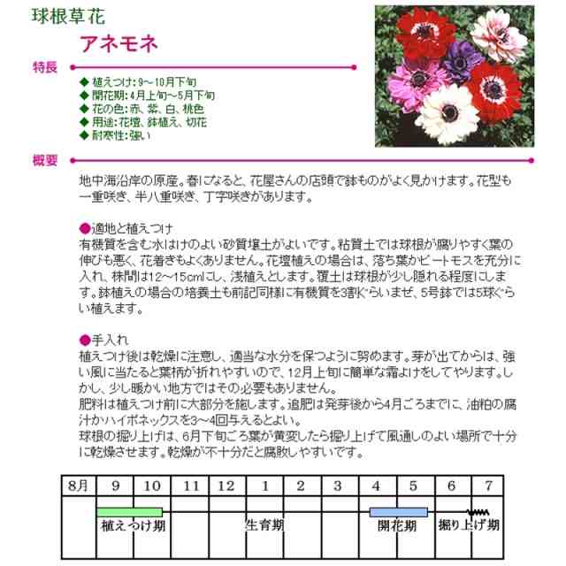 予約販売 アネモネ 中球 セントブリジット 八重咲 白 5球 L タキイ種苗 球根 ホワイト 花 園芸 ガーデニング 代引不可の通販はau Pay マーケット 株式会社プラスワイズ Au Pay マーケット店