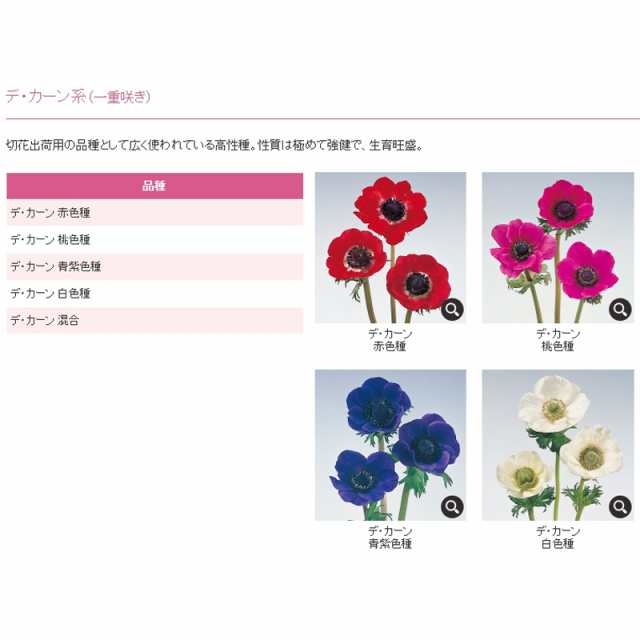 予約販売 アネモネ 中球 デ カーン 一重咲 赤 5球 L タキイ種苗 球根 レッド 花 園芸 ガーデニング 代引不可の通販はau Pay マーケット 株式会社プラスワイズ Au Pay マーケット店