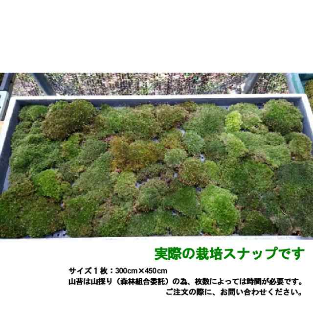 国産 山苔 細葉翁苔 10トレー 300 450mm 庭園材 苔盆栽 盆景 テラリウム 苔玉 装飾素材 １ ３cm 日陰 天然 苔 ヤマゴケ 日建 代引不の通販はau Pay マーケット 株式会社プラスワイズ Au Pay マーケット店