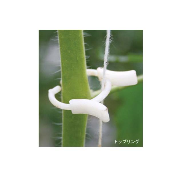 日本公式品 6000個 トップリング ナスニックス 茎と誘引紐を固定 栽培 誘引具 サt 21春夏 Www Espacioyconfort Com Ar 日本公式品 6000個 トップリング ナスニックス 茎と誘引紐を固定 栽培 誘引具 サt 21春夏 Www Espacioyconfort Com Ar