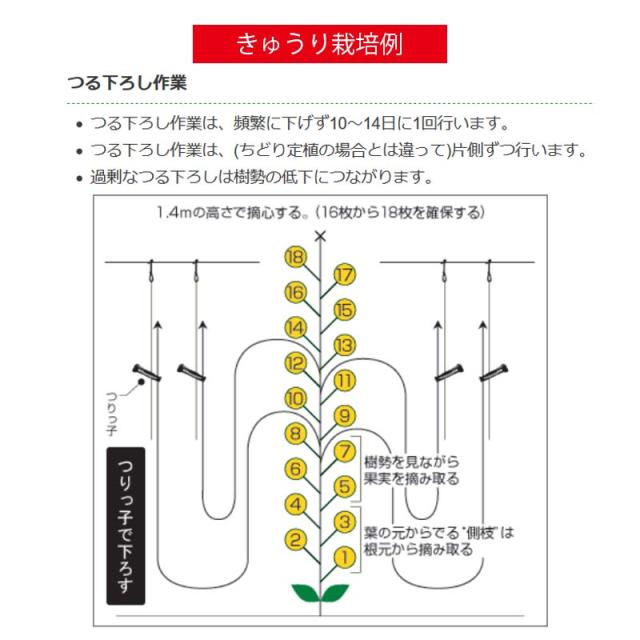 魅了 600個 つりっ子l24 レギュラー ソフト ナスニックス 茎と誘引紐を固定 栽培 誘引具 サt メーカー包装済 Ainor Com Br