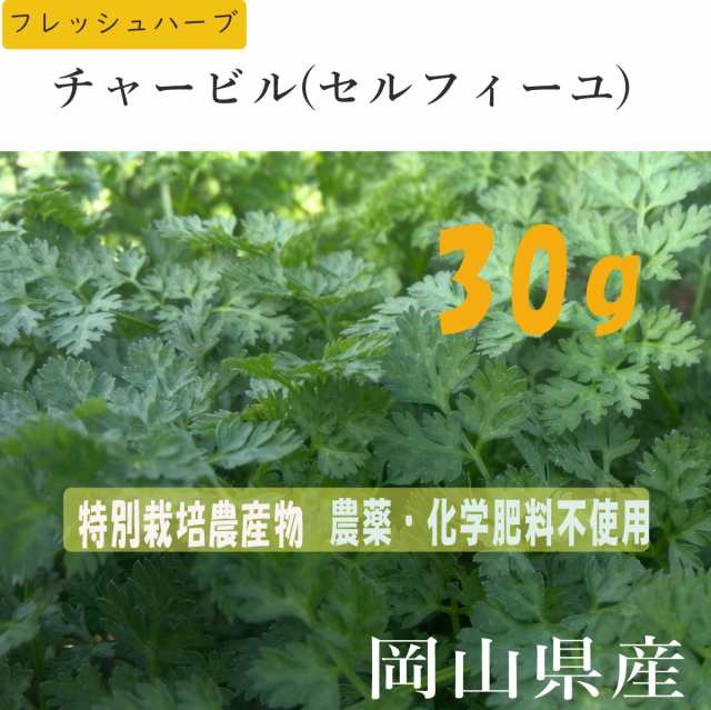 ハーブ チャービル セルフィーユ 30g 特別栽培農産物 美食家のパセリ 美食家のハーブ スムージー 野菜ジュース サラダに最適 岡山県産の通販はau Pay マーケット Celfar