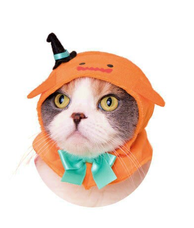 おばけ かわいいかわいい ねこハロウィンちゃん パーティーカラーの通販はau Pay マーケット 激安トレカのリアライズ