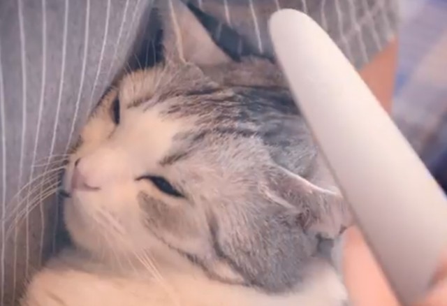 ねこじゃすり 猫じゃすり 猫用やすり コミュニケーションブラシ ピンク グレー 猫 ネコ ブラシ グルーミング 毛づくろい テレビ紹介 スッの通販はau Pay マーケット A La Mode ヤマソロ公式