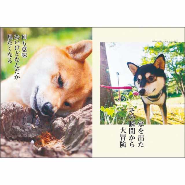 犬川柳 21 カレンダー 壁掛け スケジュール いぬ インテリア 令和3年 暦 予約の通販はau Pay マーケット シネマコレクション 5400円以上で送料無料