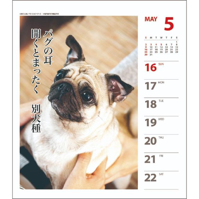 ペチャ犬川柳 週めくり 21年 カレンダー 壁掛け 卓上 スケジュール いぬ インテリア 令和3年 暦 メール便可の通販はau Pay マーケット シネマコレクション 5400円以上で送料無料 ペチャ犬川柳 週めくり 21年 カレンダー 壁掛け 卓上 スケジュール いぬ インテリア 令和3年 暦 メール便可の通販はau Pay マーケット シネマコレクション 5400円以上で送料無料