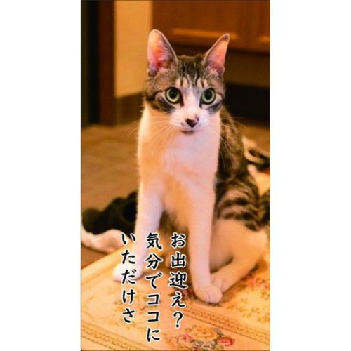 猫川柳 卓上 2024Calendar 卓上カレンダー2024年 スケジュール ねこ