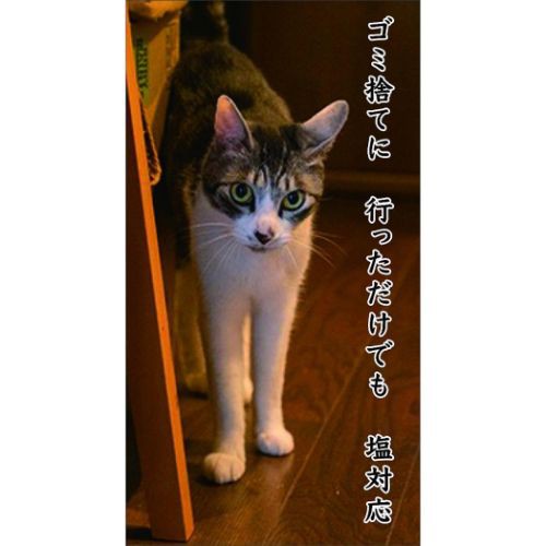 猫川柳 卓上 2024Calendar 卓上カレンダー2024年 スケジュール ねこ