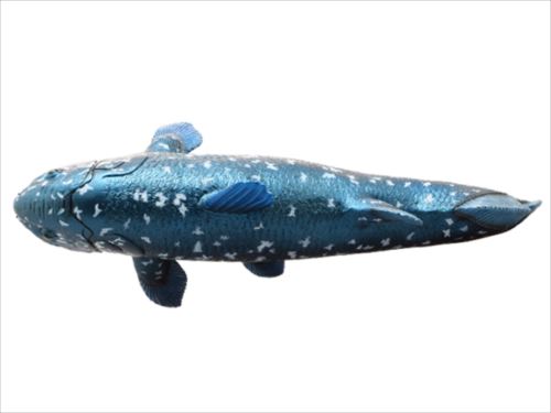 希少品・生きた化石・シーラカンス・ビッグフィギュア・約20センチ！ 希少品・生きた化石・シーラカンス・ビッグフィギュア・約20センチ！