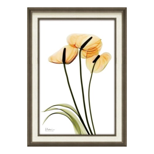 アルバートクーツィール レントゲンフラワー2点 アルバートクーツ