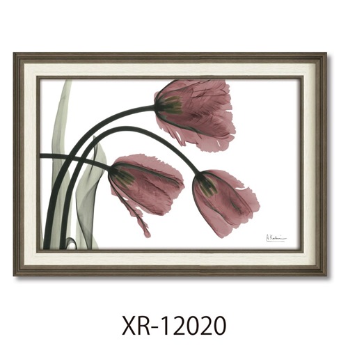 アルバートクーツィール フラワーアート X RAYキャンバスアート フリンジチューリップ Mサイズ 額付き インテリア 取寄品の通販は