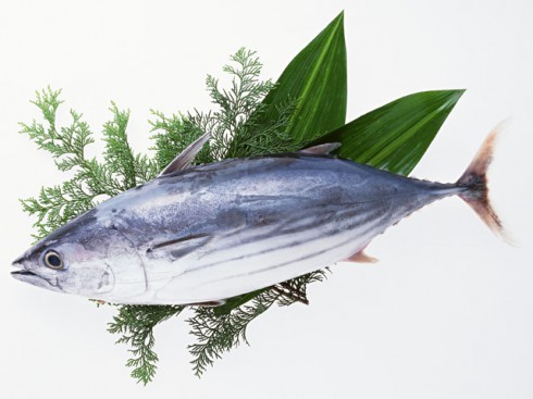 送料無料 とろカツオの刺身 太平洋の秋の旬 鰹のプロが選別した脂タップリとろ鰹の刺身 お取り寄せ ギフト お中元 内祝 贈り物 お誕生日の通販はau Pay マーケット かつおのタタキとマグロの大熊