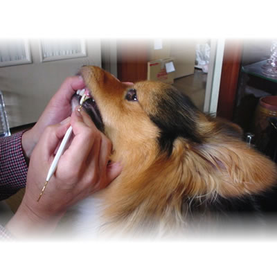 マインドアップ 犬口ケア ピック ピック メール便配送可能 の通販はau Pay マーケット ペット用品のペネット マインドアップ 犬口ケア ピック ピック メール便配送可能 の通販はau Pay マーケット ペット用品のペネット