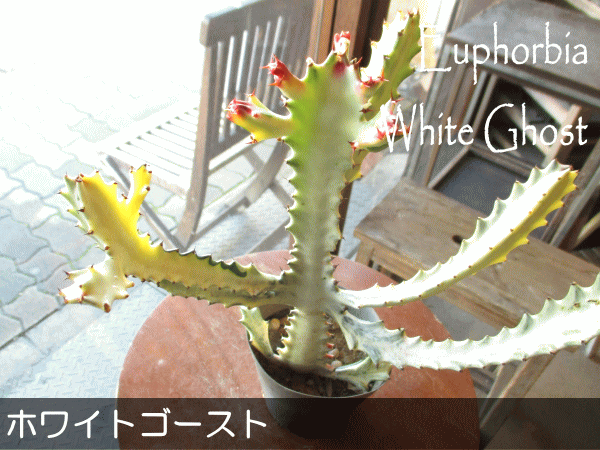 ユーフォルビア ラクテア ホワイトゴースト 4号鉢サイズ 鉢植え 送料