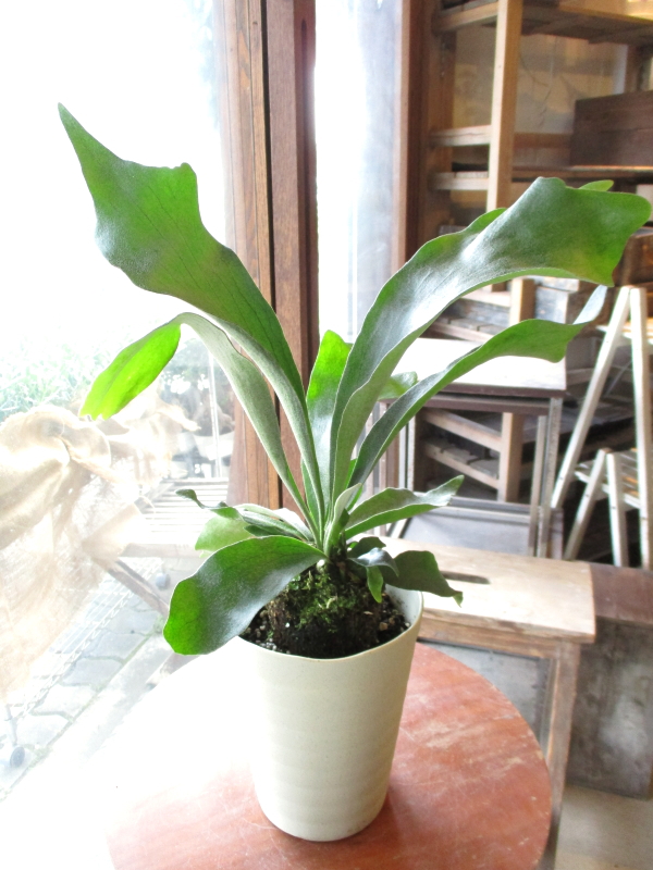 コウモリラン ビカクシダ 5号鉢サイズ 鉢植え 送料無料 薫る花 観葉植物 おしゃれの通販はau Pay マーケット 薫る花