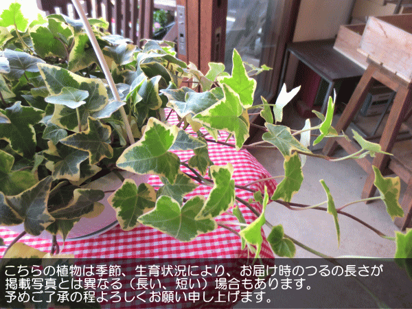 斑入り アイビー ヘデラ ゴールデンチャイルド 6号吊鉢 鉢植え 蔓性 つる性 吊り下げ ぶら下げ 壁掛け 送料無料 薫る花 観葉植物の通販はau Pay マーケット 薫る花