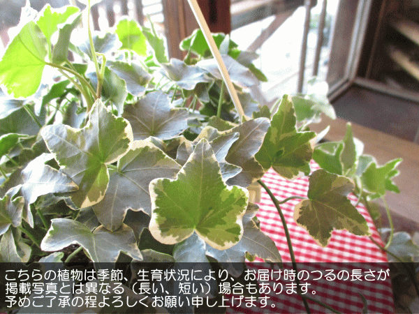斑入り アイビー ヘデラ グレイシャー 6号吊鉢 鉢植え グレーシャー 蔓性 つる性 吊り下げ ぶら下げ 壁掛け 送料無料 薫る花 観葉植物の通販はau Pay マーケット 薫る花