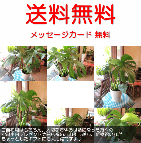 送料無料 モンステラ デリシオーサ 6号鉢サイズ 鉢植え 薫る花 観葉植物 ミニ インテリアグリーン プレゼント デリキオサの通販はau Pay マーケット 薫る花