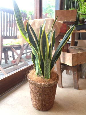 送料無料 サンスベリア ローレンティー 6号鉢サイズ 鉢植え 薫る花 観葉植物 ミニ インテリアグリーン プレゼント サンセベリアの通販はau Pay マーケット 薫る花