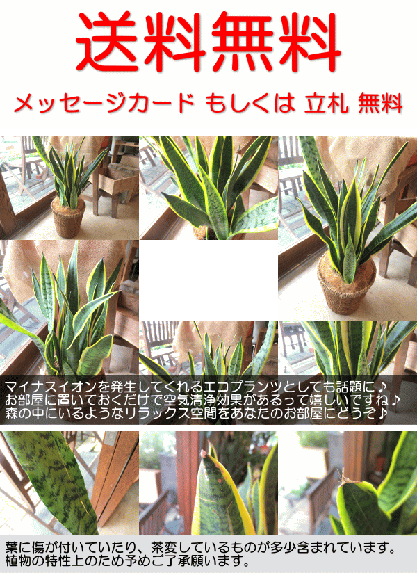 送料無料 サンスベリア ローレンティー 6号鉢サイズ 鉢植え 薫る花 観葉植物 ミニ インテリアグリーン プレゼント サンセベリアの通販はau PAY  マーケット 薫る花 au PAY マーケット－通販サイト