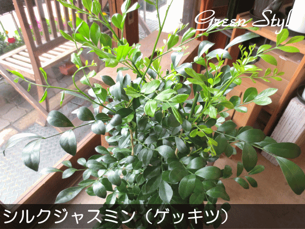 送料無料 シルクジャスミン ゲッキツ 7号鉢サイズ 鉢植え 薫る花 観葉植物 インテリアグリーン 月橘の通販はau Pay マーケット 薫る花