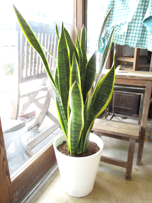 サンスベリア ローレンティー 8号鉢サイズ 白色 セラアート鉢 鉢植え サンセベリア ローレンチー トラノオ 送料無料 薫る花 観葉植物の通販はau Pay マーケット 薫る花