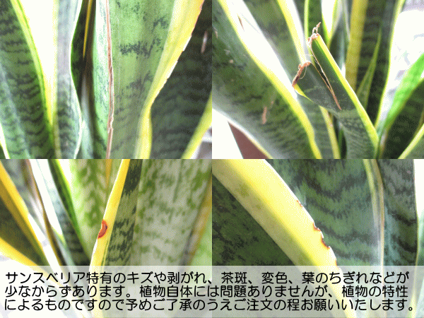 サンスベリア ローレンティー 8号鉢サイズ 白色 セラアート鉢 鉢植え サンセベリア ローレンチー トラノオ 送料無料 薫る花 観葉植物の通販はau Pay マーケット 薫る花