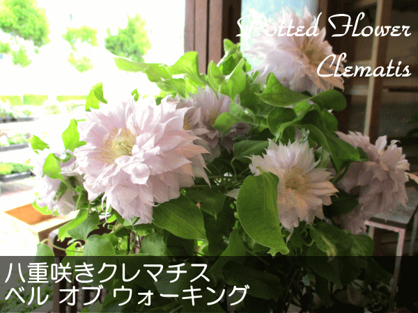 八重咲き クレマチス ベル オブ ウォーキング 6号鉢サイズ 鉢植え 送料無料 薫る花 鉢花 母の日ギフト 母の日特集 早割り 21年の通販はau Pay マーケット 薫る花