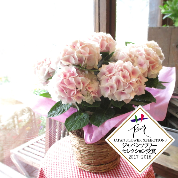 アジサイ コットンキャンディ 5号鉢サイズ 鉢植え ピンク色 あじさい 紫陽花 送料無料 薫る花 フラワー 鉢花 花鉢 母の日ギフト 22年の通販はau Pay マーケット 薫る花