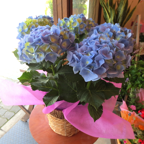 アジサイ マリンブルー 5号鉢サイズ 鉢植え 送料無料 薫る花 花 フラワー 鉢花 母の日ギフト 母の日特集 早割り 21年の通販はau Pay マーケット 薫る花