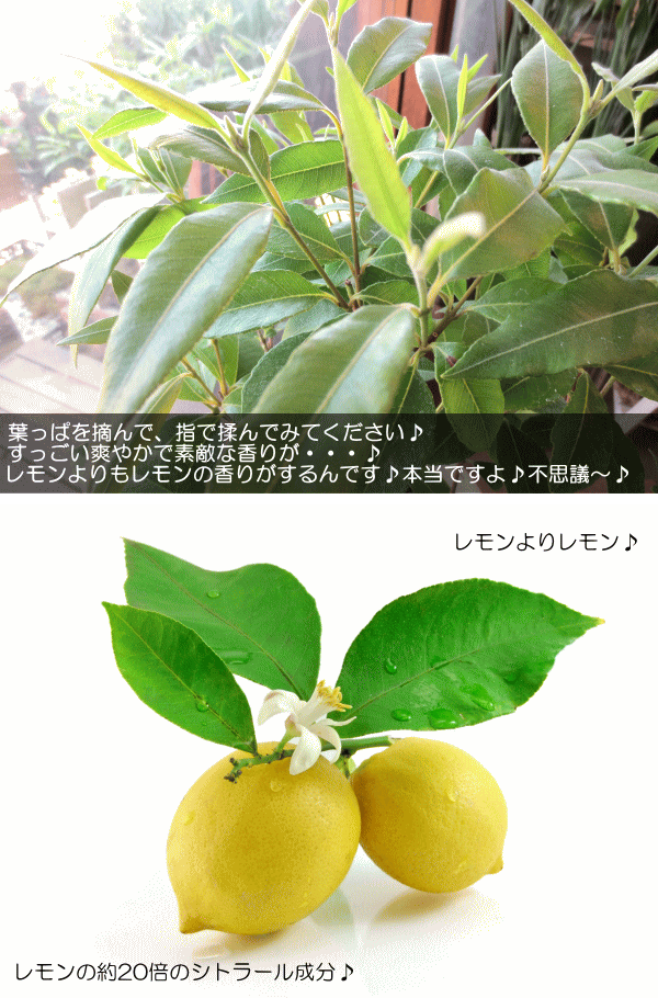 ハーブ レモンマートルの木 4号鉢サイズ 鉢植え 薫る花 ハーブティー アロマ効果 虫よけ 虫除け 庭木 シンボルツリー 観葉植物 ミニ 花苗の通販はau Pay マーケット 薫る花