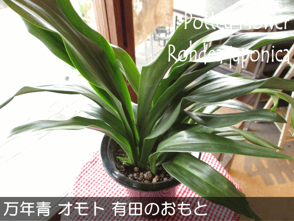 万年青 オモト 有田のおもと 宗石 5 5号鉢サイズ 鉢植え ありだ ありた 送料無料 薫る花 シンボルツリー 観葉植物 引越し祝いの大定番の通販はau Pay マーケット 薫る花