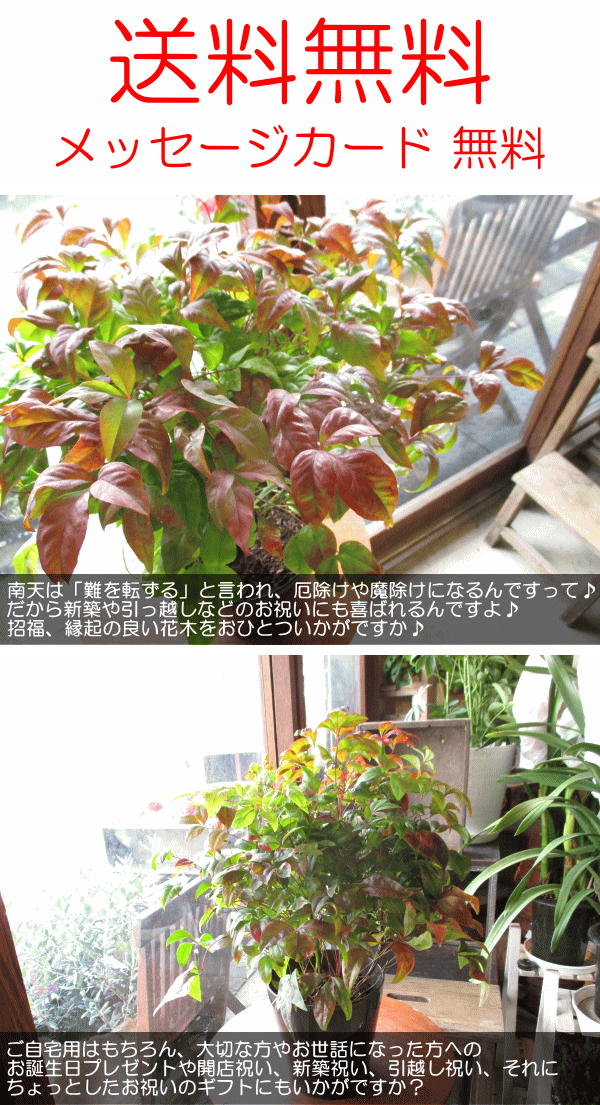 お多福南天 オタフクナンテン 5号鉢サイズ 鉢植え 苗木 紅葉 送料無料 薫る花 庭木 植木 花木 シンボルツリー 常緑樹 ガーデニング 園芸の通販はau Pay マーケット 薫る花