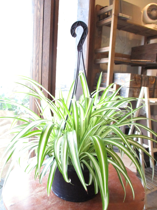 オリヅルラン 折鶴蘭 5号吊り鉢 鉢植え オリズルラン 吊り下げ ぶら下げ 送料無料 薫る花 庭木 観葉植物 おしゃれ インテリアグリーンの通販はau Pay マーケット 薫る花